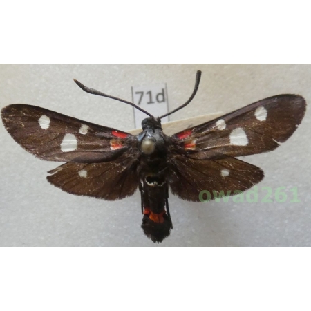 Zygaena ephialtes ines Reiss, 1968 Slovenia71d